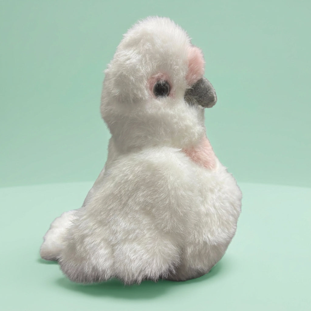 
                  
                    TF Corella Cate
                  
                
